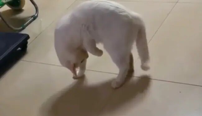 After All, Which Animal Is This, Have You Ever Seen It? The Truth Will Be Known Only After Watching The Video