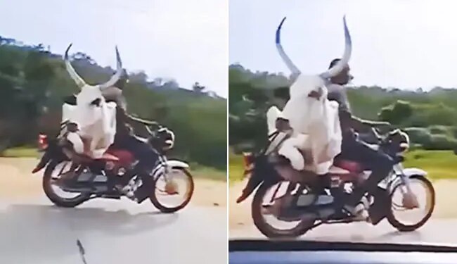 Bull Shocking Video: Man Carrying A Bull On A Bike Shocking Video Viral On Social Media Bull Viral Video Bull On Bike