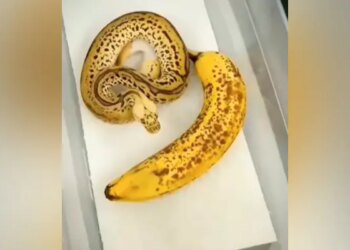 See A Snake That Looks Like A Banana: Video Of Snake Looking Like A Banana Is Going Viral On Social Media