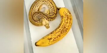 See A Snake That Looks Like A Banana: Video Of Snake Looking Like A Banana Is Going Viral On Social Media