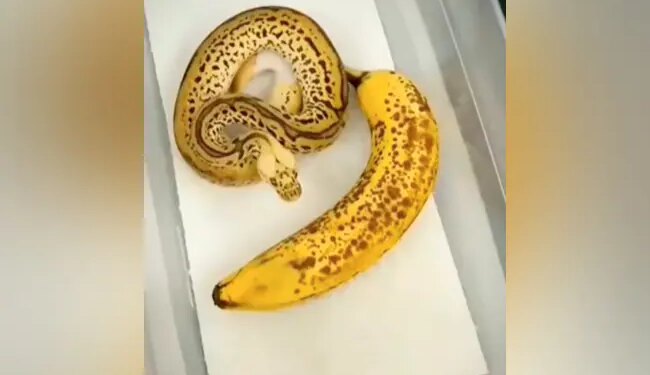 See A Snake That Looks Like A Banana: Video Of Snake Looking Like A Banana Is Going Viral On Social Media