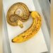 See A Snake That Looks Like A Banana: Video Of Snake Looking Like A Banana Is Going Viral On Social Media