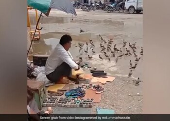 Cobbler Feeds Birds Outside His Shop Internet Praises His Generosity Watch Adorable Video – मोची ने अपनी दुकान के बाहर बैठे पक्षियों को खिलाया दाना, लोगों ने कहा