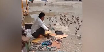 Cobbler Feeds Birds Outside His Shop Internet Praises His Generosity Watch Adorable Video – मोची ने अपनी दुकान के बाहर बैठे पक्षियों को खिलाया दाना, लोगों ने कहा