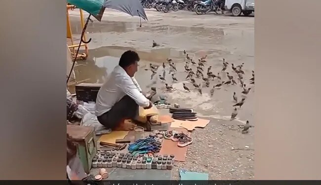 Cobbler Feeds Birds Outside His Shop Internet Praises His Generosity Watch Adorable Video – मोची ने अपनी दुकान के बाहर बैठे पक्षियों को खिलाया दाना, लोगों ने कहा