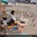 Cobbler Feeds Birds Outside His Shop Internet Praises His Generosity Watch Adorable Video – मोची ने अपनी दुकान के बाहर बैठे पक्षियों को खिलाया दाना, लोगों ने कहा