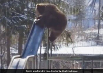 Bear Playing On A Slide Will Make You Smile Watch Adorable Viral Video