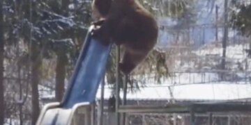 Bear Playing On A Slide Will Make You Smile Watch Adorable Viral Video