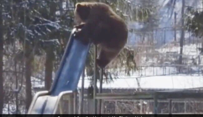 Bear Playing On A Slide Will Make You Smile Watch Adorable Viral Video