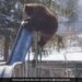 Bear Playing On A Slide Will Make You Smile Watch Adorable Viral Video