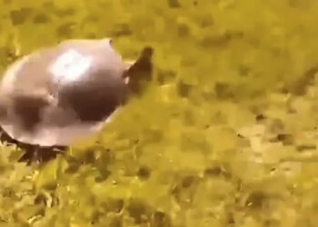 This Turtle Proved Us Wrong, This Turtle Runs At High Speed, Watch This Shocking Video