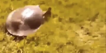 This Turtle Proved Us Wrong, This Turtle Runs At High Speed, Watch This Shocking Video