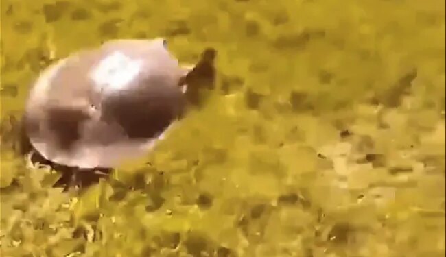 This Turtle Proved Us Wrong, This Turtle Runs At High Speed, Watch This Shocking Video