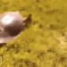 This Turtle Proved Us Wrong, This Turtle Runs At High Speed, Watch This Shocking Video