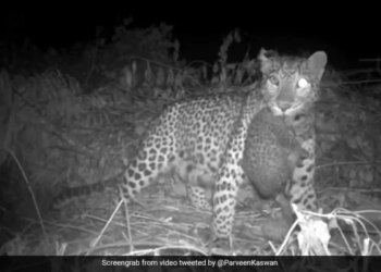 Leopard Cub Reunites With Mother Internet Overwhelmed See Viral Video – मां से कुछ इस तरह मिले तेंदुए के बच्चे, दिल को छू लेने वाला Video वायरल, लोग बोले