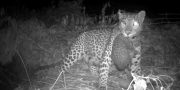 Leopard Cub Reunites With Mother Internet Overwhelmed See Viral Video – मां से कुछ इस तरह मिले तेंदुए के बच्चे, दिल को छू लेने वाला Video वायरल, लोग बोले