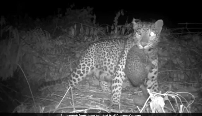 Leopard Cub Reunites With Mother Internet Overwhelmed See Viral Video – मां से कुछ इस तरह मिले तेंदुए के बच्चे, दिल को छू लेने वाला Video वायरल, लोग बोले