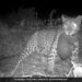 Leopard Cub Reunites With Mother Internet Overwhelmed See Viral Video – मां से कुछ इस तरह मिले तेंदुए के बच्चे, दिल को छू लेने वाला Video वायरल, लोग बोले