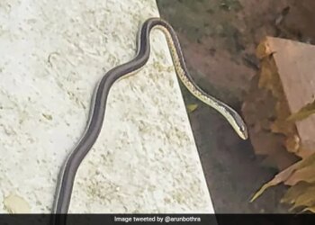 IPS Shares Pics Of Snake Sneaking Into Gym Internet Gave Funny Reactions