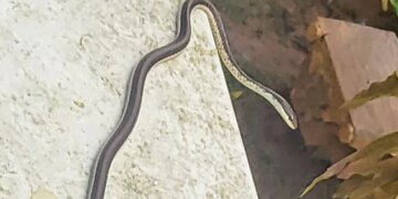 IPS Shares Pics Of Snake Sneaking Into Gym Internet Gave Funny Reactions