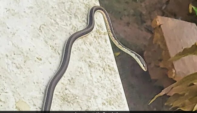 IPS Shares Pics Of Snake Sneaking Into Gym Internet Gave Funny Reactions