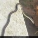 IPS Shares Pics Of Snake Sneaking Into Gym Internet Gave Funny Reactions