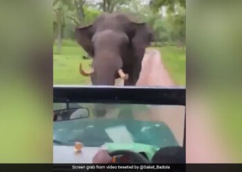 Elephant Attacked Safari Car Started Chasing Then What Happened Next Watch Shocking Viral Video