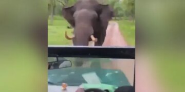 Elephant Attacked Safari Car Started Chasing Then What Happened Next Watch Shocking Viral Video