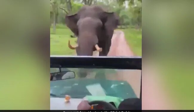 Elephant Attacked Safari Car Started Chasing Then What Happened Next Watch Shocking Viral Video