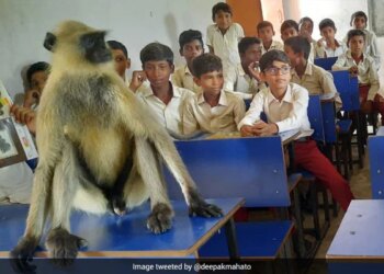 Monkey Attending Classes With Students At Jharkhand Government School See Viral Video – बच्चों के साथ क्लास में बैठकर पढ़ाई करता है ये बंदर, वायरल हुआ Video, लोग बोले