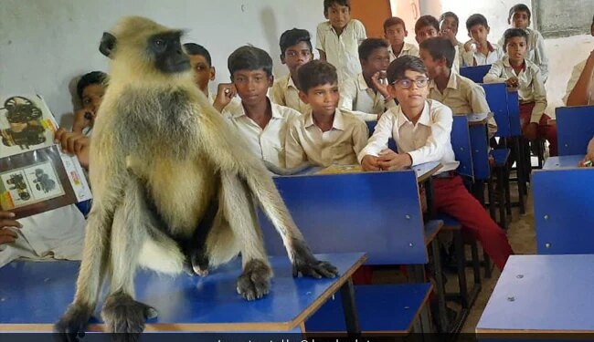 Monkey Attending Classes With Students At Jharkhand Government School See Viral Video – बच्चों के साथ क्लास में बैठकर पढ़ाई करता है ये बंदर, वायरल हुआ Video, लोग बोले