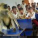 Monkey Attending Classes With Students At Jharkhand Government School See Viral Video – बच्चों के साथ क्लास में बैठकर पढ़ाई करता है ये बंदर, वायरल हुआ Video, लोग बोले