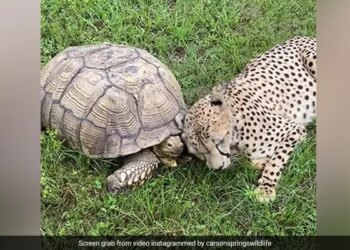 Video Of Leopard Baby Having Fun With Turtle Went Viral, People Said – There Is Friendship Between The Two – कछुए के साथ मस्ती करते हुए तेंदुए के बच्चा का वीडियो हुआ वायरल, लोगों ने कहा