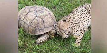 Video Of Leopard Baby Having Fun With Turtle Went Viral, People Said – There Is Friendship Between The Two – कछुए के साथ मस्ती करते हुए तेंदुए के बच्चा का वीडियो हुआ वायरल, लोगों ने कहा