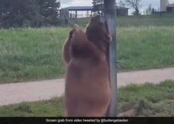 Bear Scratches Its Back On A Pole Internet Says Best Pole Dance See Funny Viral Video – भालू को हुई खुजली, तो नाच-नाचकर खंभे से रगड़ने लगा अपनी पीठ, लोग बोले