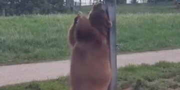 Bear Scratches Its Back On A Pole Internet Says Best Pole Dance See Funny Viral Video – भालू को हुई खुजली, तो नाच-नाचकर खंभे से रगड़ने लगा अपनी पीठ, लोग बोले