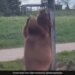 Bear Scratches Its Back On A Pole Internet Says Best Pole Dance See Funny Viral Video – भालू को हुई खुजली, तो नाच-नाचकर खंभे से रगड़ने लगा अपनी पीठ, लोग बोले