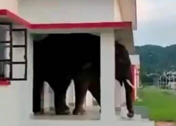 Viral Elephant Video: Video Of Wild Elephant Coming Out Of The Door Of The House Is Going Viral Elephant Video