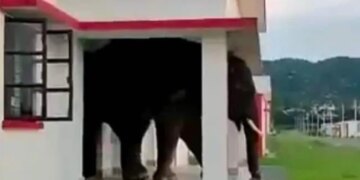 Viral Elephant Video: Video Of Wild Elephant Coming Out Of The Door Of The House Is Going Viral Elephant Video