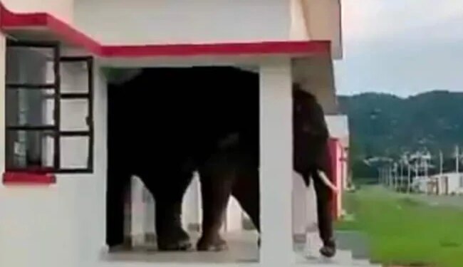 Viral Elephant Video: Video Of Wild Elephant Coming Out Of The Door Of The House Is Going Viral Elephant Video