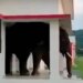Viral Elephant Video: Video Of Wild Elephant Coming Out Of The Door Of The House Is Going Viral Elephant Video