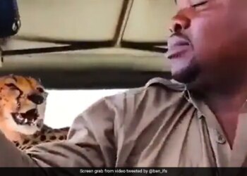 Safari Guide Takes Selfie With Cheetah In Viral Video: Safari Guide Takes Selfie With Cheetah After It Jumps On Vehicle Shocking Video Viral On Social Media