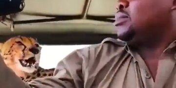 Safari Guide Takes Selfie With Cheetah In Viral Video: Safari Guide Takes Selfie With Cheetah After It Jumps On Vehicle Shocking Video Viral On Social Media