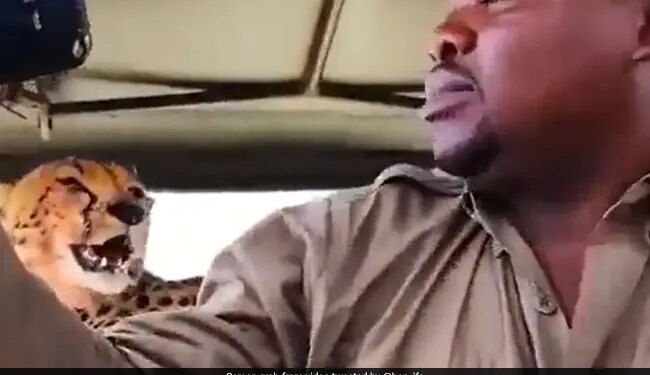 Safari Guide Takes Selfie With Cheetah In Viral Video: Safari Guide Takes Selfie With Cheetah After It Jumps On Vehicle Shocking Video Viral On Social Media