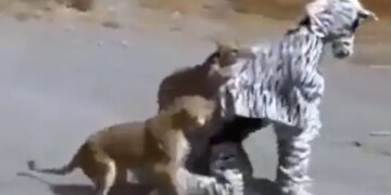 Lioness Video: Man Who Reached In Jungle As A Zebra But Came In Lioness Radar Video Viral On Social Media