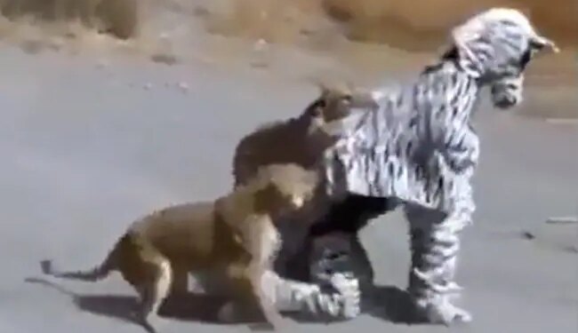 Lioness Video: Man Who Reached In Jungle As A Zebra But Came In Lioness Radar Video Viral On Social Media