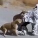 Lioness Video: Man Who Reached In Jungle As A Zebra But Came In Lioness Radar Video Viral On Social Media