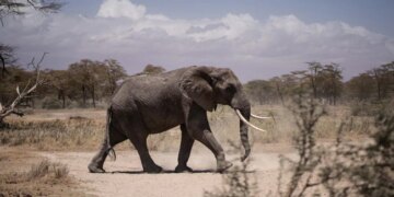 This Elephant Survived Five Shots By Poachers Just To Die In Drought Story Would Make You Cry – पांच गोलियां लगने के बाद भी हथिनी ने दिया बच्चा, लेकिन ऐसे हारी ज़िंदगी की जंग…रुला देगी यह कहानी
