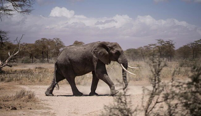 This Elephant Survived Five Shots By Poachers Just To Die In Drought Story Would Make You Cry – पांच गोलियां लगने के बाद भी हथिनी ने दिया बच्चा, लेकिन ऐसे हारी ज़िंदगी की जंग…रुला देगी यह कहानी