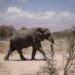 This Elephant Survived Five Shots By Poachers Just To Die In Drought Story Would Make You Cry – पांच गोलियां लगने के बाद भी हथिनी ने दिया बच्चा, लेकिन ऐसे हारी ज़िंदगी की जंग…रुला देगी यह कहानी